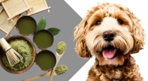 Can Dogs Have Matcha Green Tea