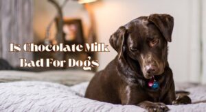 Is Chocolate Milk Bad For Dogs