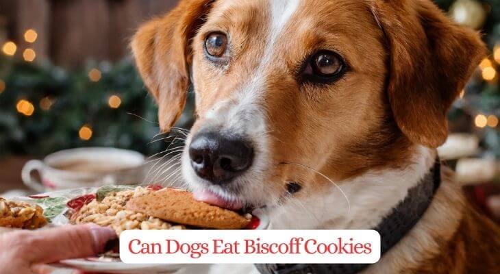 Can Dogs Eat Biscoff Cookies