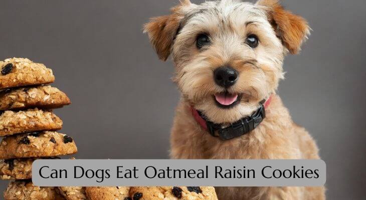 Can Dogs Eat Oatmeal Raisin Cookies