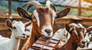 Can Goats Eat Chocolate
